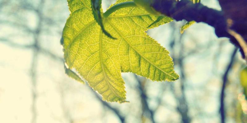 技术博客77：开发者如何高效利用学习资源与社区生态