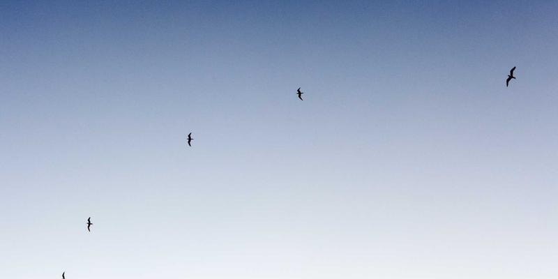 提升后端开发影响力：技术博客中代码高亮与可交互演示的终极指南